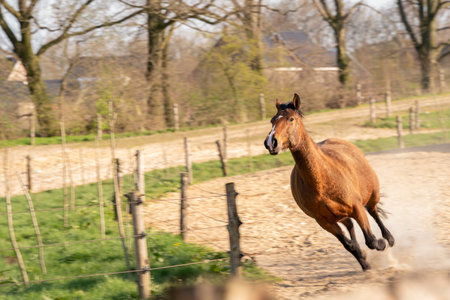 Horse running in the paddock on a sunny spring day.の写真素材