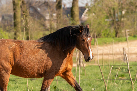 Horse in the meadow in springtime, selective focus.の写真素材