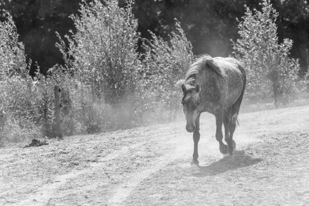 Horse in the steppe. Black and white photo. Toned.の写真素材