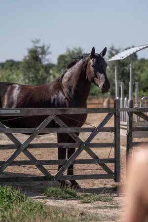 Horse in the paddock. Selective focus on the horseの写真素材