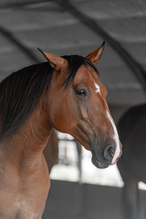 Portrait of a bay horse in the stable, close-upの写真素材
