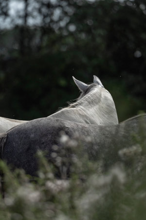 Close-up of a horse's head in the field, Brazilの写真素材