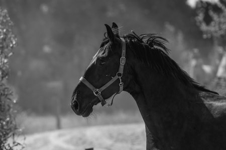 Portrait of a beautiful black horse in the paddock. Black and white photo.の写真素材
