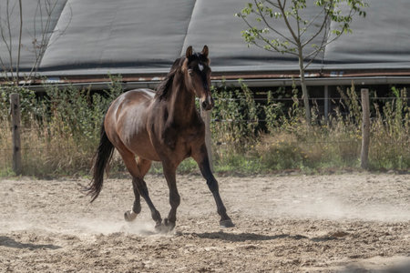 Beautiful bay horse trotting in the paddock in summerの写真素材