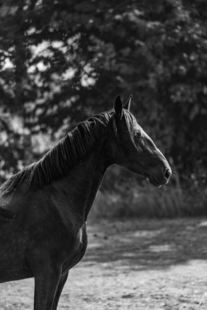 Black and white photo of a horse in a paddock on a sunny dayの写真素材