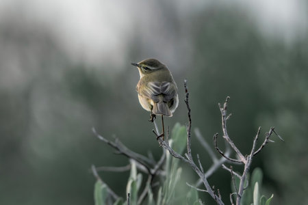 Willow Warbler, Phylloscopus collybita, single bird on branch, Warwickshire