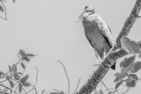 Marabou stork or Mycteria leucocephala in black and whiteの写真素材