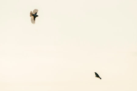 crows flying in the sky, birds in the sky, nature seriesの写真素材