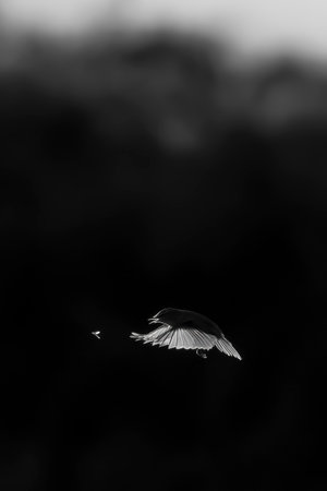 black and white photo of a bird flying in the dark sky.の写真素材