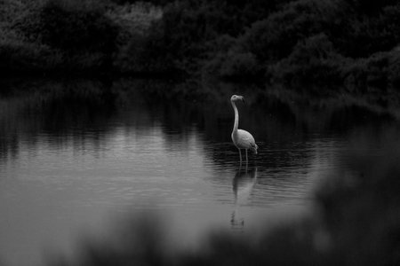 Greater flamingo, Phoenicopterus ruber, Black and whiteの写真素材