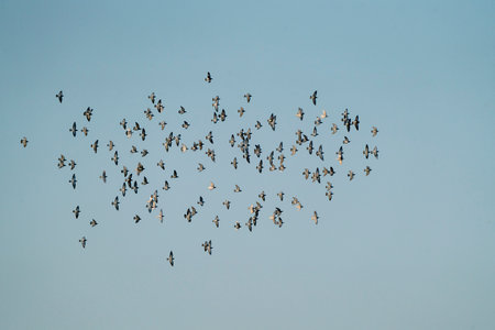 A flock of pigeons flies in the blue sky in the spring