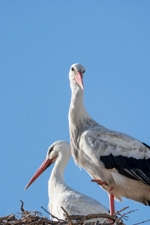 Two storks in a nest on a background of the blue sky