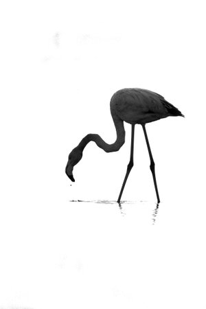 Flamingo in the water, isolated on white background. Black and white photo.の写真素材