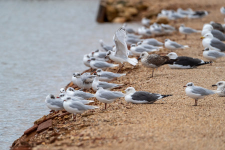 Group of seagulls on the beach at Bang Pu beach, Thailand