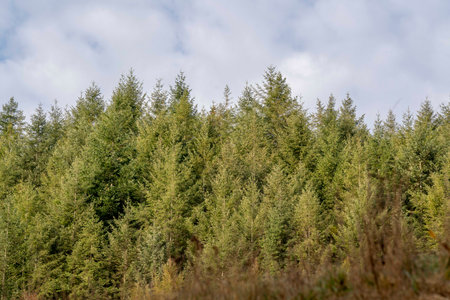 Fir trees in the autumn forest. The view from the top.