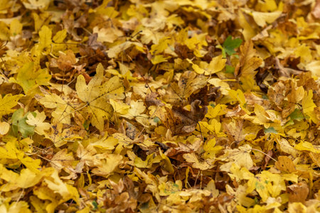Fallen yellow leaves on the ground in the park. Autumn background