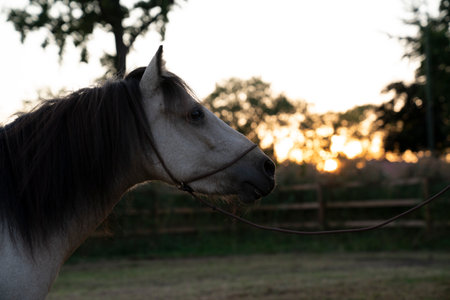 Portrait of a white horse at sunset in the paddock.の写真素材