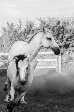 Black and white photo of a mare with her foal.の写真素材