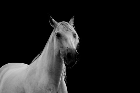 Portrait of a white horse on a black background. Monochromeの写真素材