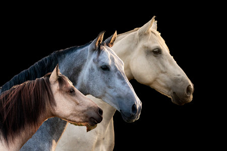 Close up of two horses isolated on black background with copy space.の写真素材