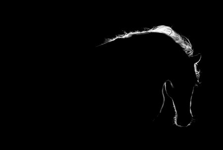 Silhouette of a horse on a black background. Black and white.の写真素材