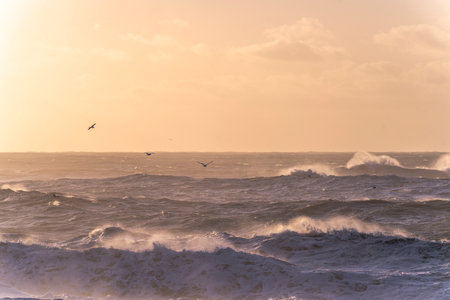 Seagulls flying over the sea at sunset. Seascape background.の写真素材