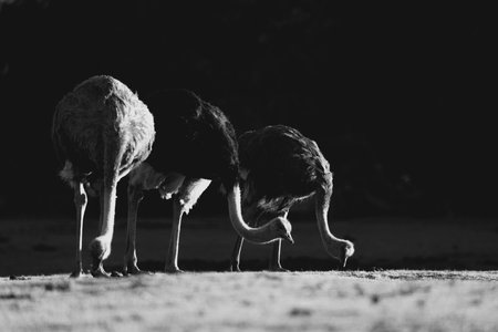 Ostrich in the wild, black and white photo, monochromeの写真素材