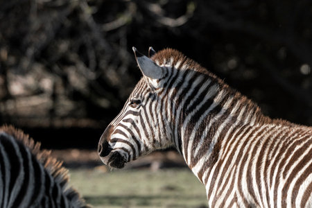 Burchell's Zebra (Equus quagga burchelli)の写真素材