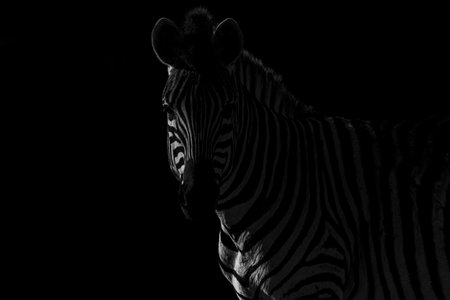 Zebra on a black background. Black and white image of a zebra.の写真素材