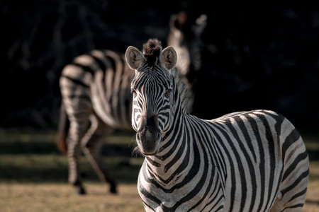 Zebra in the wild, Kruger National Park, South Africa