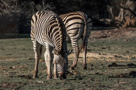 Plains Zebra (Equus quagga burchellii)の写真素材