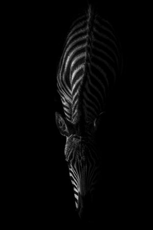 Zebra silhouette on a black background. Black and white photo.の写真素材