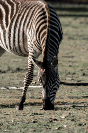 Plains zebra - Equus quagga burchelliiの写真素材