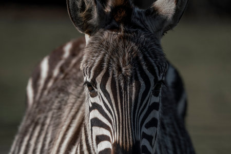 Close-up portrait of a Burchell's Zebra (Equus burchelli)の写真素材