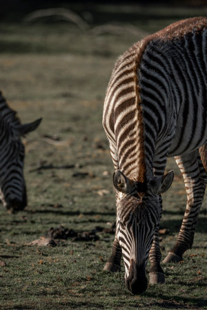 Zebras in the Etosha National Park, Namibiaの写真素材
