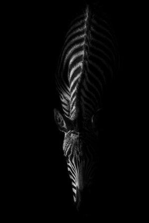 Zebra silhouette on black background. Black and white image of zebra.の写真素材