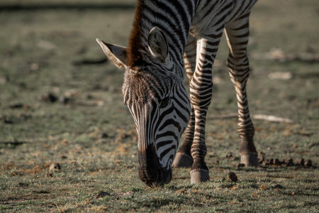 Plains zebra (Equus quagga burchellii) in the Etosha National Park, Namibiaの写真素材