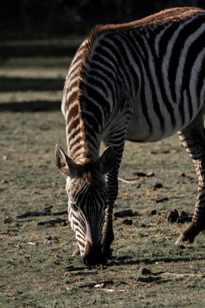 Plains zebra (Equus quagga burchellii)の写真素材