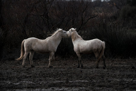 Two horses grazing in a field in the Etosha National Park, Namibiaの写真素材