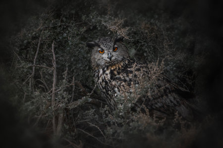 Eurasian Eagle Owl, Bubo bubo, single bird on branch, South Africaの写真素材