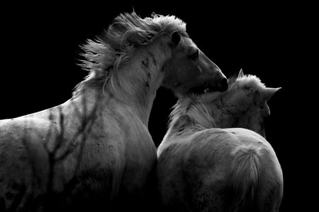 Two horses fighting on a black background. Monochrome image.の写真素材