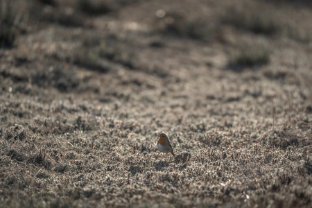 A robin is searching for fodder in a field of dry grass.の写真素材