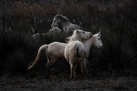 Wild horses in a field on a foggy day in autumn.の写真素材