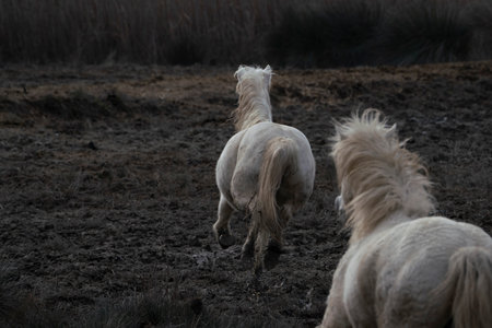 Wild horses running in the field on a cold winter's day.の写真素材