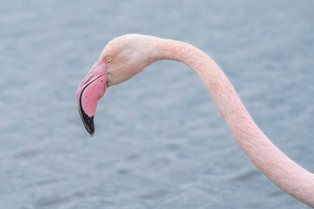 Greater flamingo (Phoenicopterus ruber)の写真素材