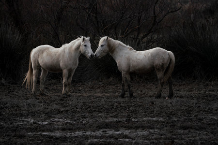 Two horses in a field in the winter. Wild horses in nature.の写真素材
