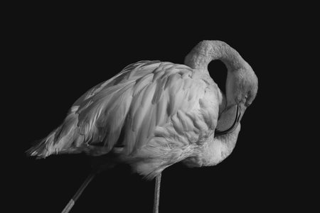 Flamingo bird isolated on black background. Black and white photo.の写真素材