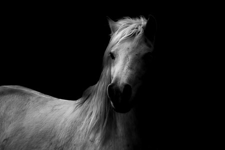 Portrait of a white horse on a black background. Monochromeの写真素材