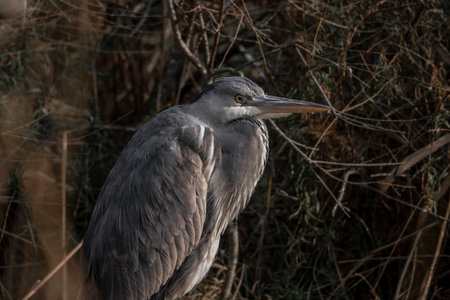 Great Blue Heron, Ardea herodias, single bird in water, Warwickshire