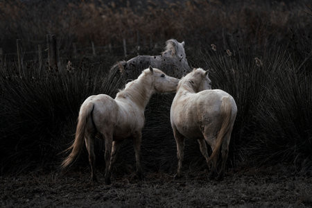 Wild horses in a field at sunset in the countryside of Extremadura, Spainの写真素材